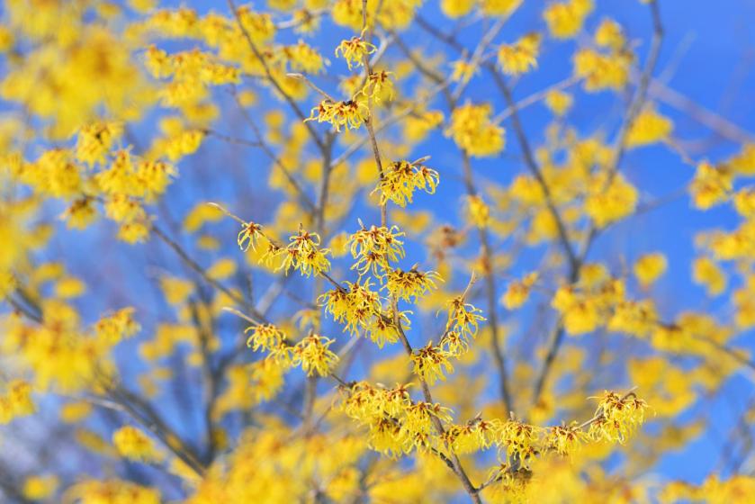 Trees & Shrubs, McDonald Garden Center