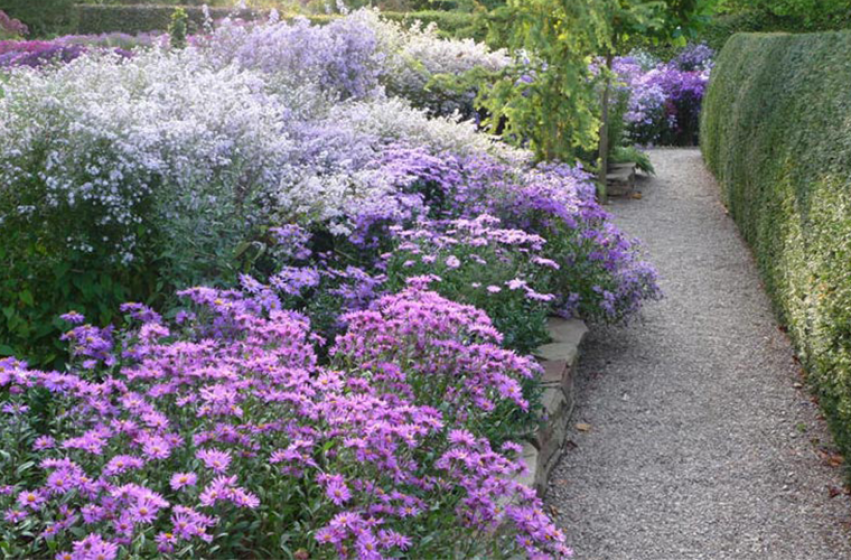 Perennials, McDonald Garden Center