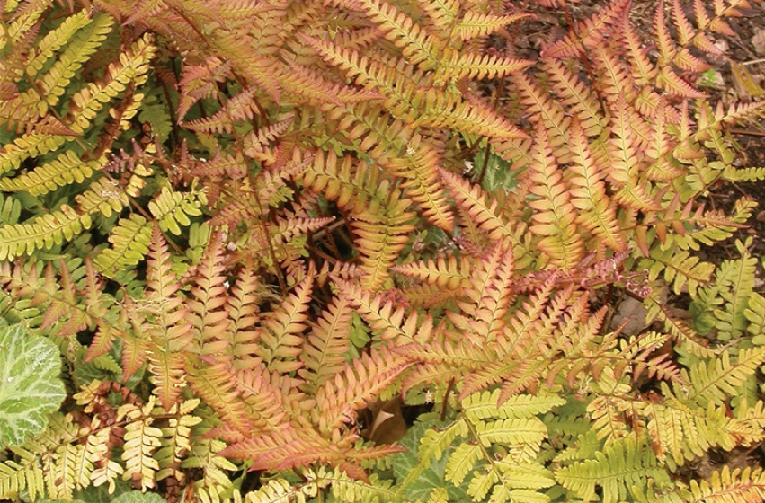 Perennials, McDonald Garden Center