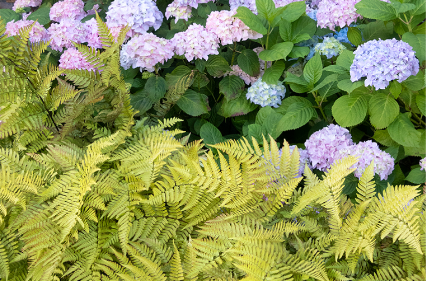 Perennials, McDonald Garden Center