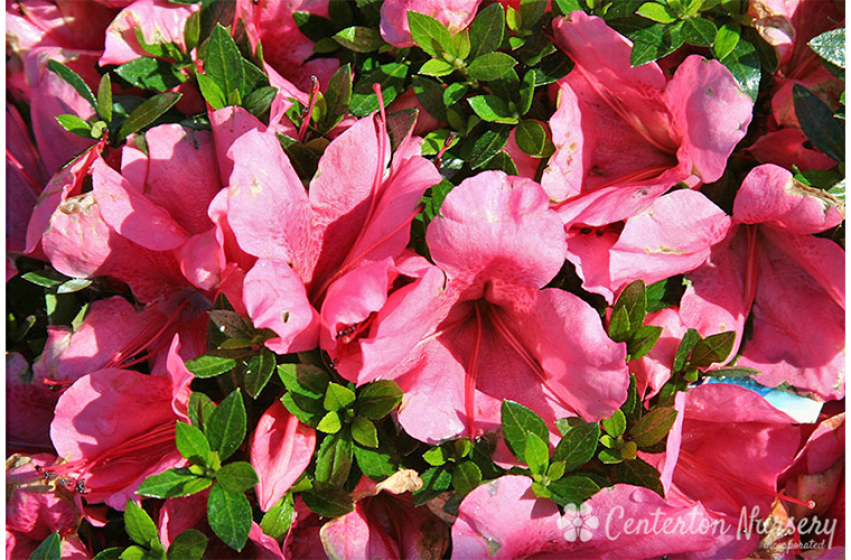 Azaleas, McDonald Garden Center