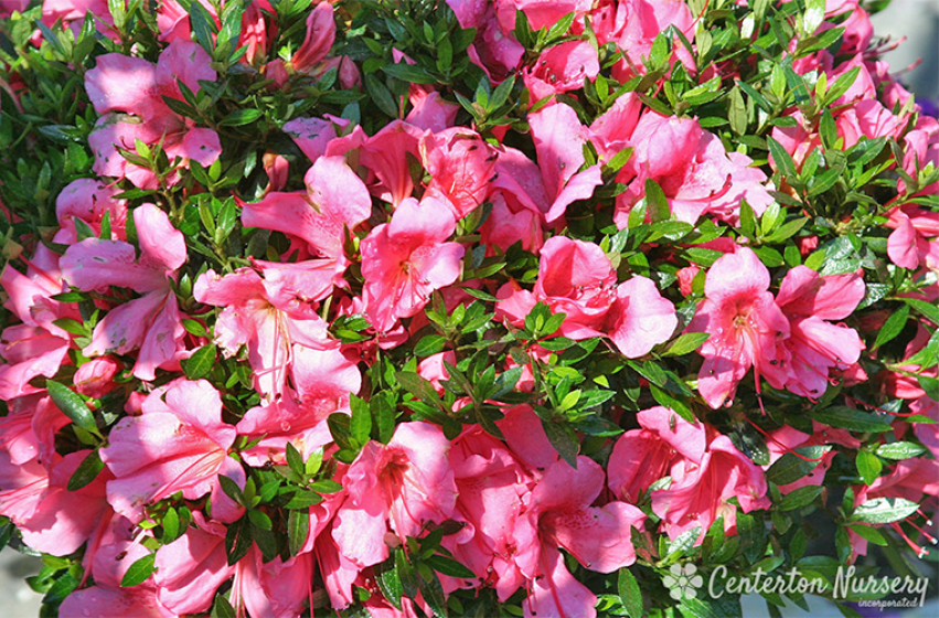 Azaleas, McDonald Garden Center