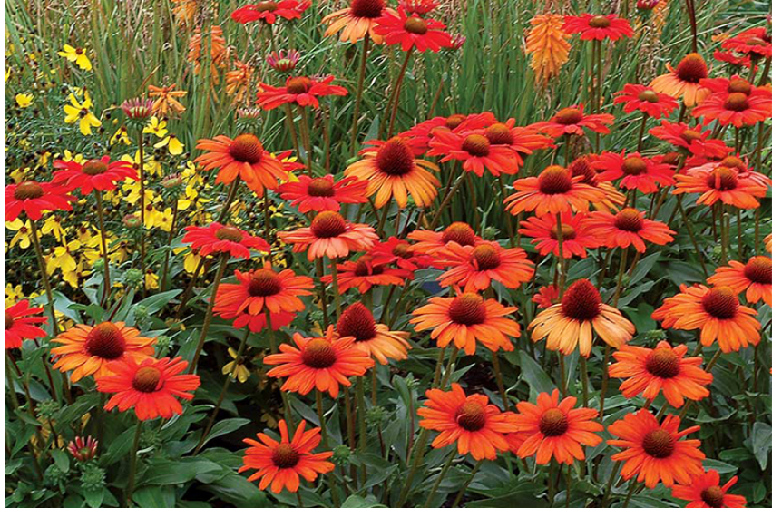 Coneflowers, McDonald Garden Center