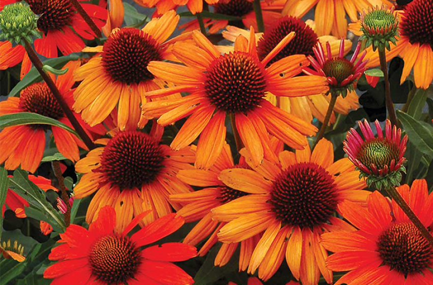 Coneflowers, McDonald Garden Center