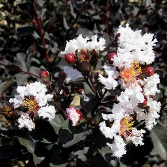 Trees & Shrubs, McDonald Garden Center