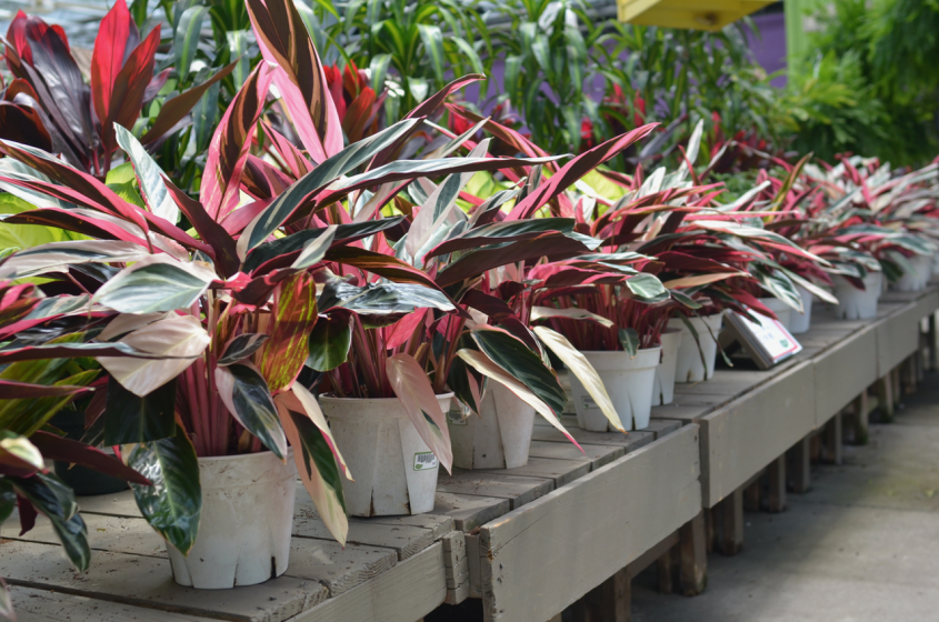 Tropical Houseplants, McDonald Garden Center