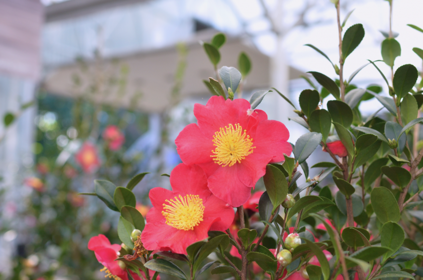 Trees & Shrubs, McDonald Garden Center, Landscaping Plants