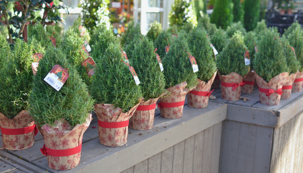 Rosemary, McDonald Garden Center