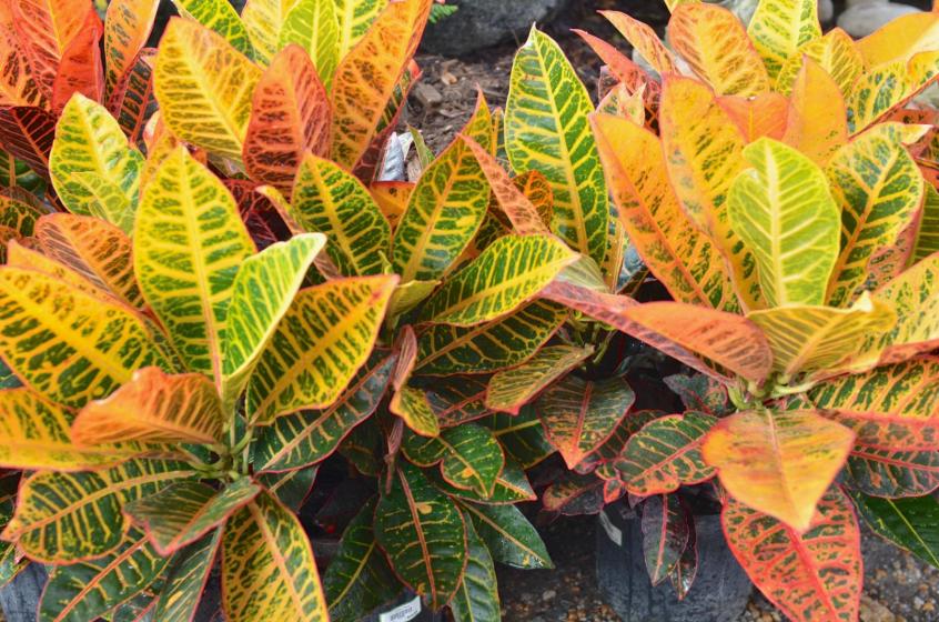 Tropical Houseplants, McDonald Garden Center