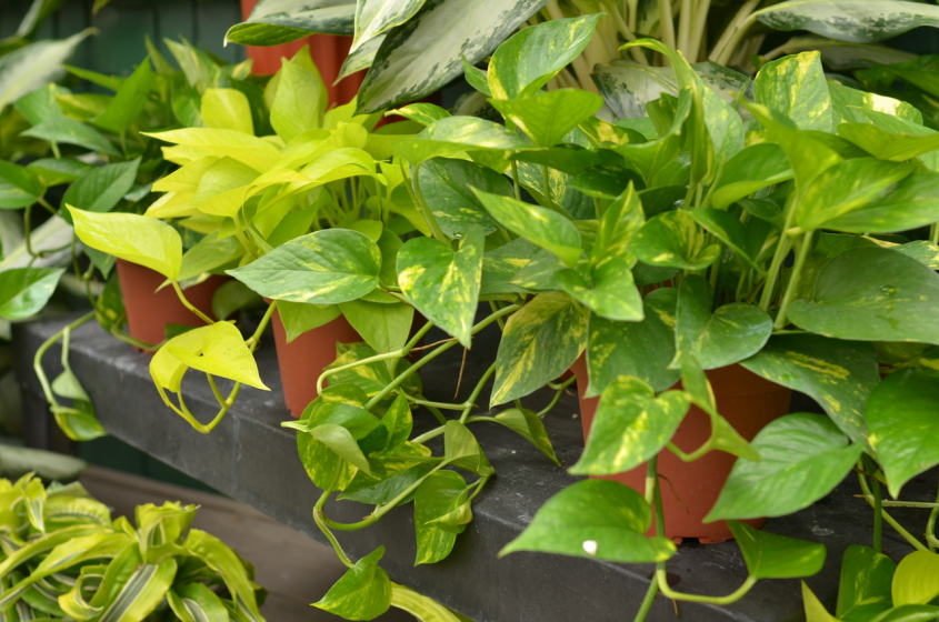 Tropical Houseplants, McDonald Garden Center