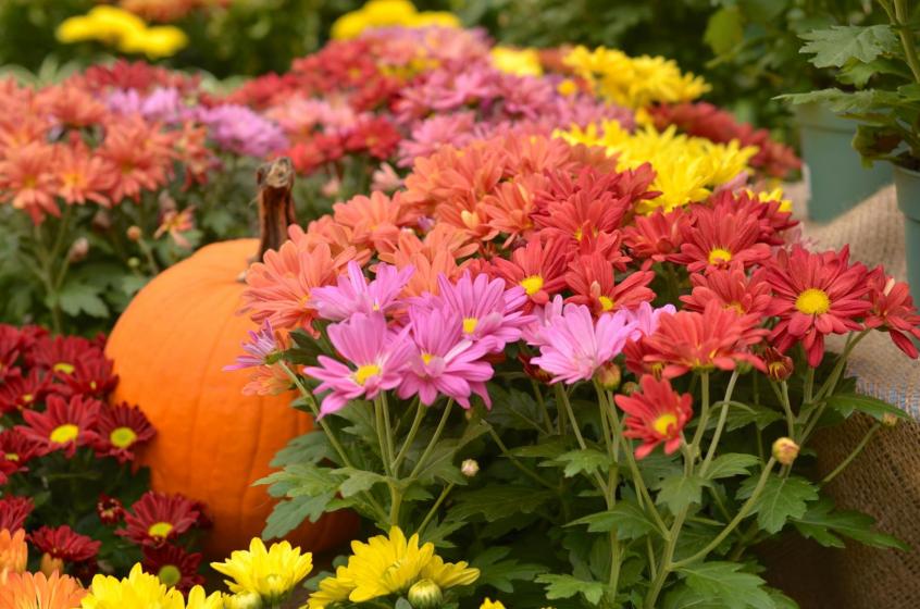 Houseplants, McDonald Garden Center