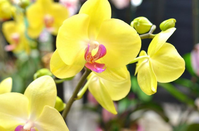 Houseplants, McDonald Garden Center