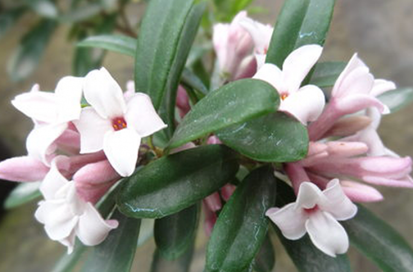 Daphne, McDonald Garden Center