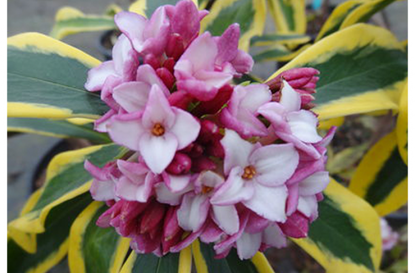 Daphne, McDonald Garden Center