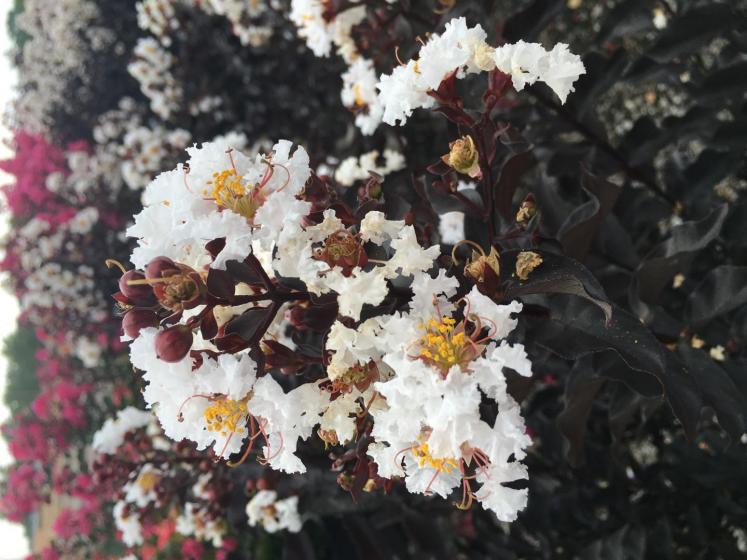 Trees & Shrubs, McDonald Garden Center