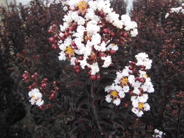 Trees & Shrubs, McDonald Garden Center