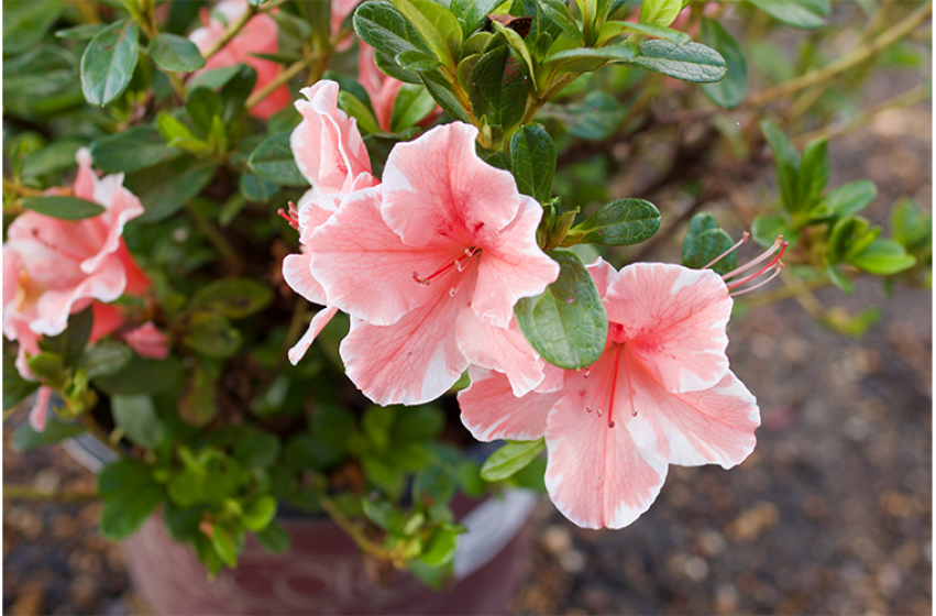 Trees & Shrubs, McDonald Garden Center