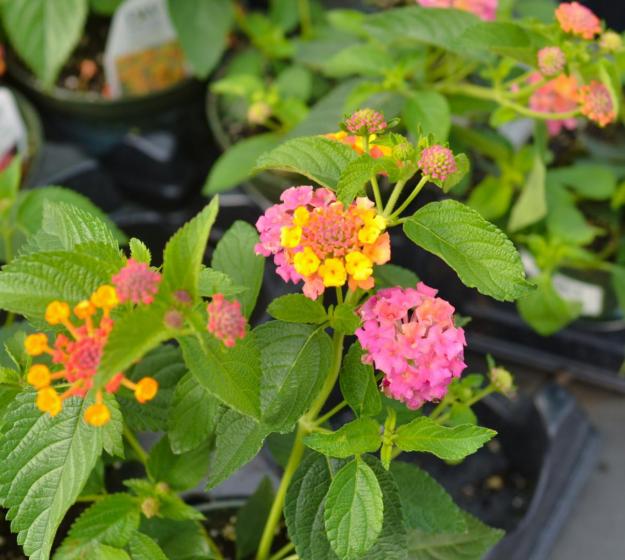 Lantana, McDonald Garden Center