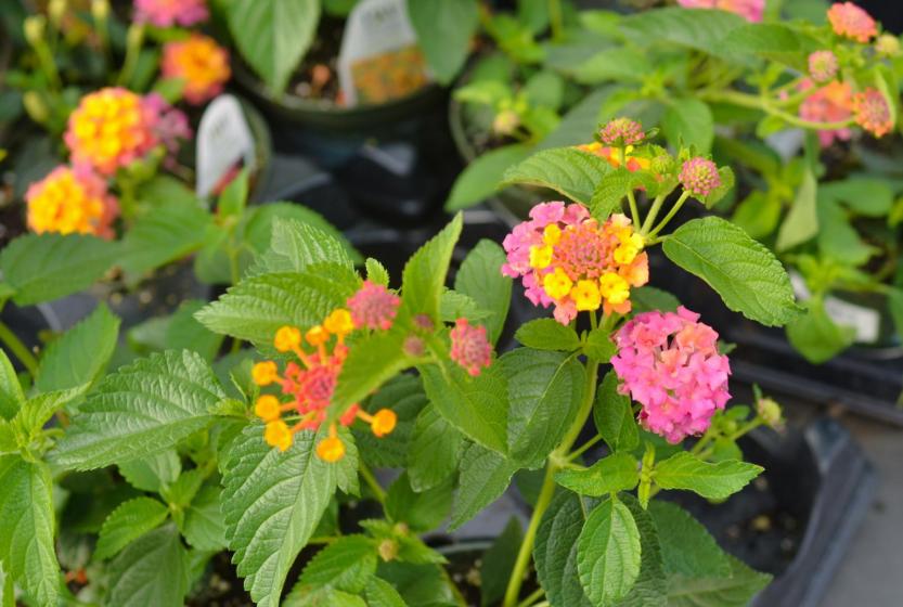 Lantana, McDonald Garden Center