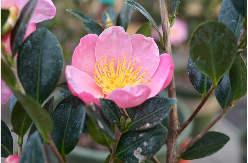 Trees & Shrubs, McDonald Garden Center