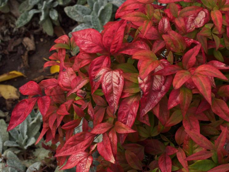 Trees & Shrubs, McDonald Garden Center