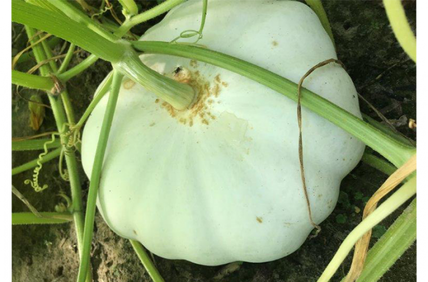 Pumpkins, McDonald Garden Center