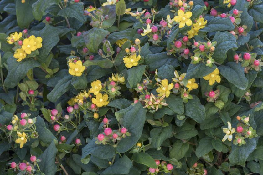 Trees & Shrubs, McDonald Garden Center