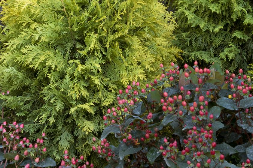 Trees & Shrubs, McDonald Garden Center