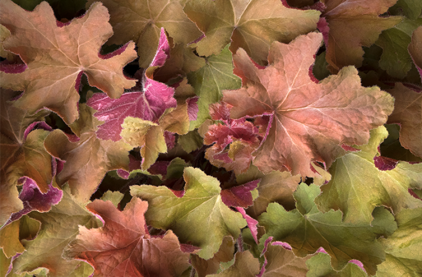 Perennials, McDonald Garden Center