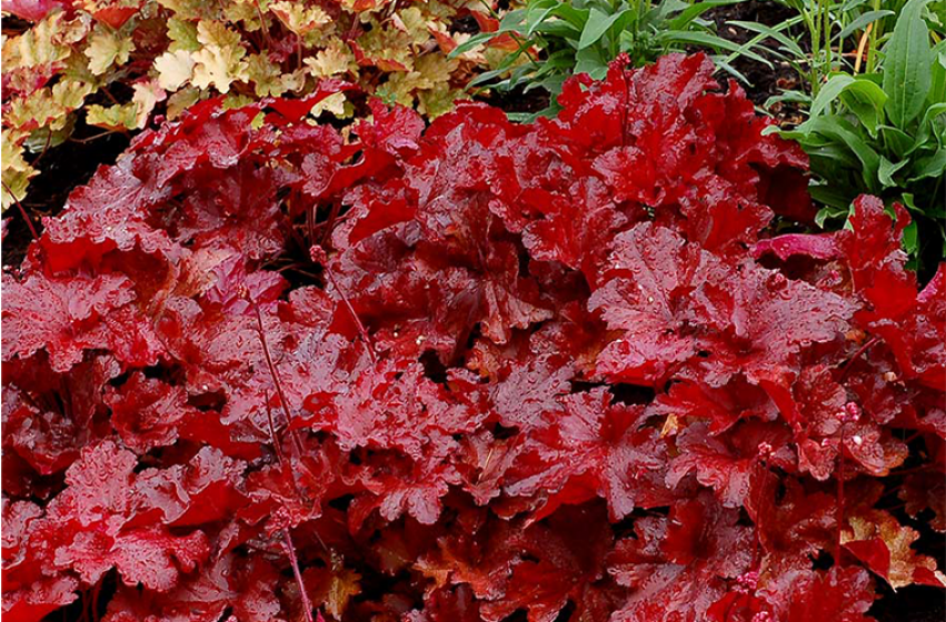 Perennials, McDonald Garden Center