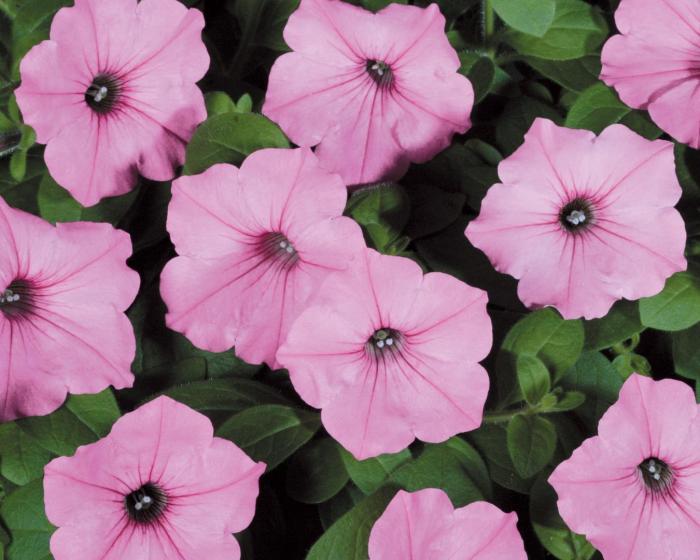 petunias