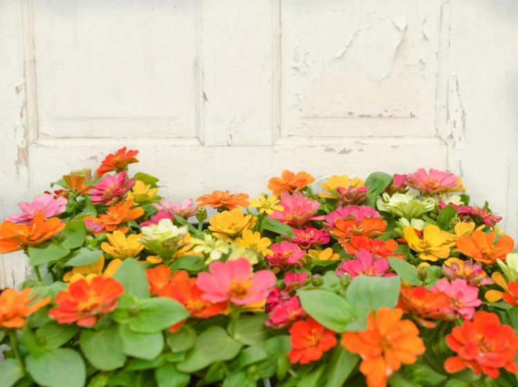 zinnias