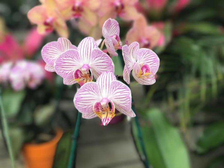 Orchids, McDonald Garden Center