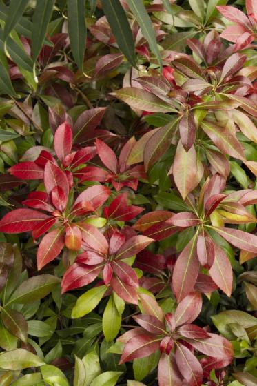 Trees & Shrubs, McDonald Garden Center