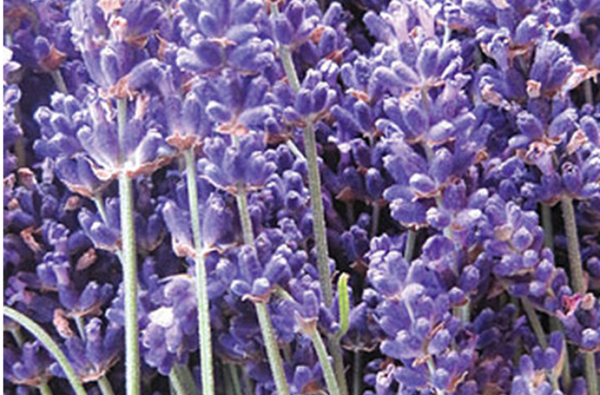 Perennials, McDonald Garden Center