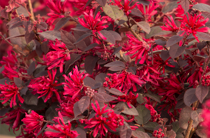 Trees & Shrubs, McDonald Garden Center