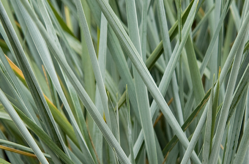 Ornamental Grasses, McDonald Garden Center