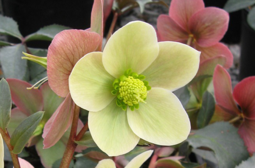 Perennials, McDonald Garden Center