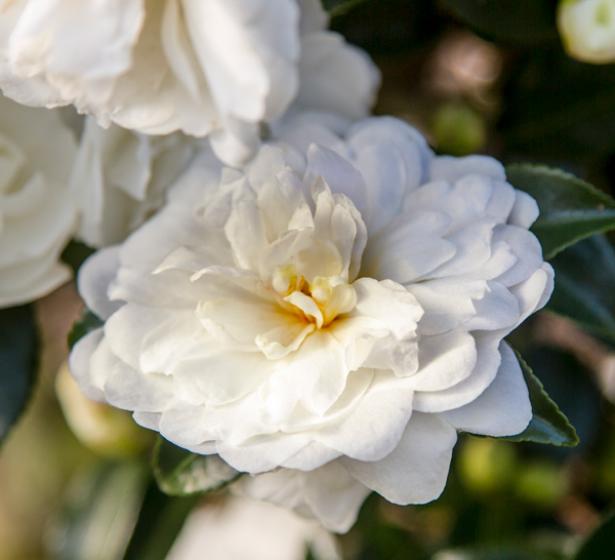 Trees & Shrubs, McDonald Garden Center, Landscaping Plants