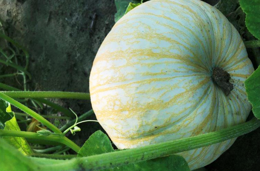 Pumpkins, McDonald Garden Center