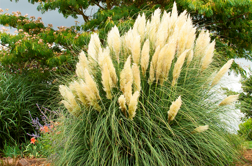 Ornamental Grasses, McDonald Garden Center