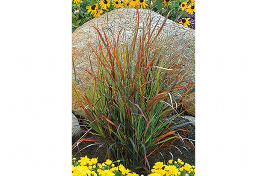 Ornamental Grasses, McDonald Garden Center