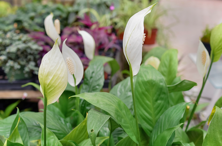 Houseplants, McDonald Garden Center