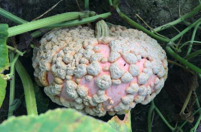 Pumpkins, McDonald Garden Center