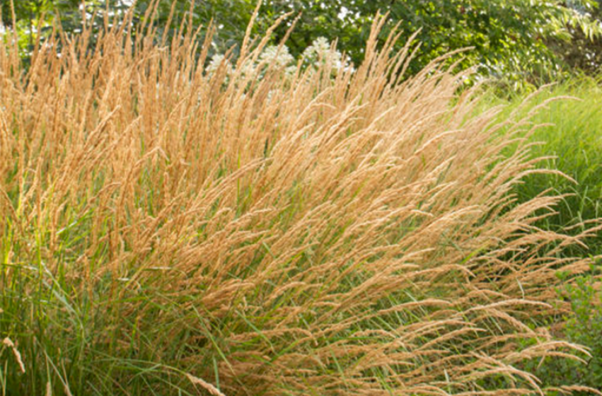 Ornamental Grasses, McDonald Garden Center