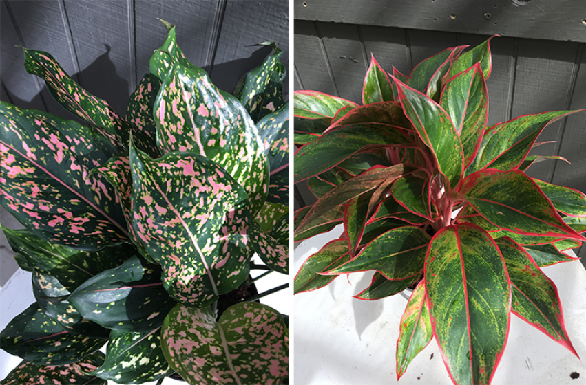 Houseplants, McDonald Garden Center