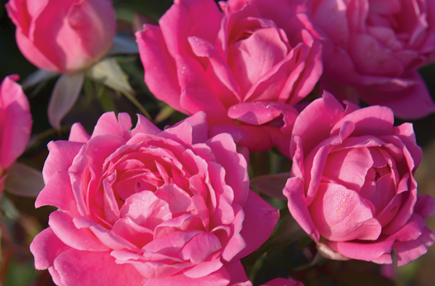 Trees & Shrubs, McDonald Garden Center