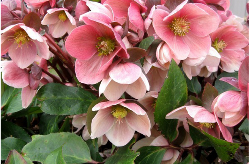 Perennials, McDonald Garden Center