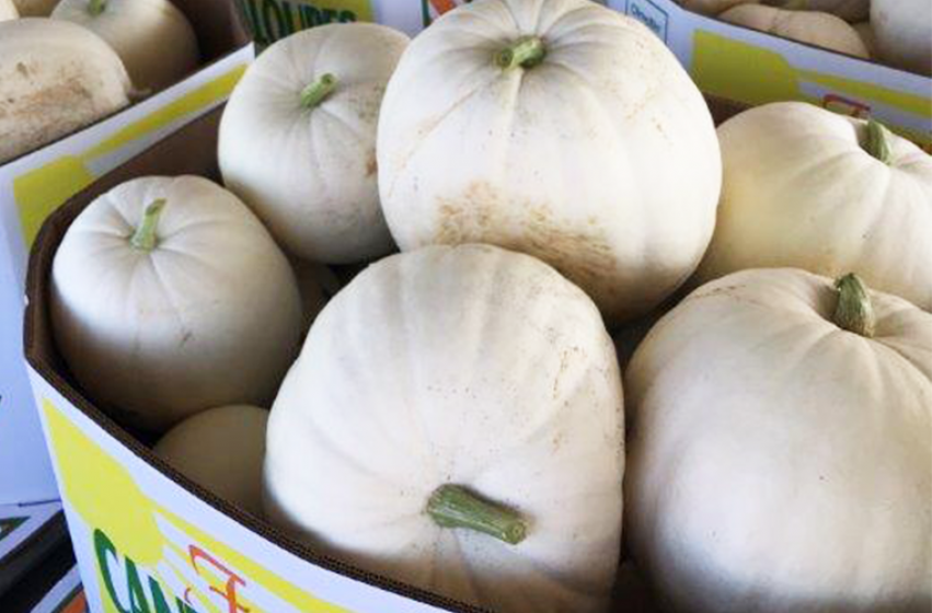 Pumpkins, McDonald Garden Center