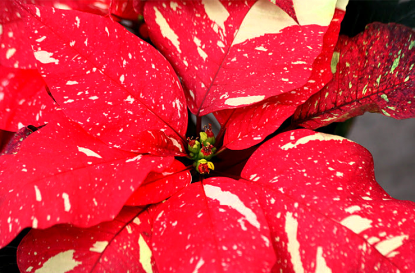 Poinsettias, McDonald Garden Center